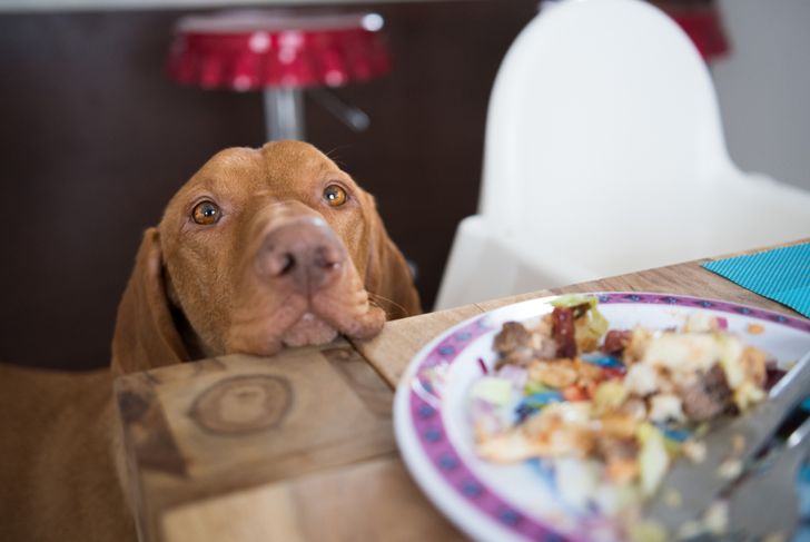 Some People Foods Are Safe for Your Dog, Others Aren't