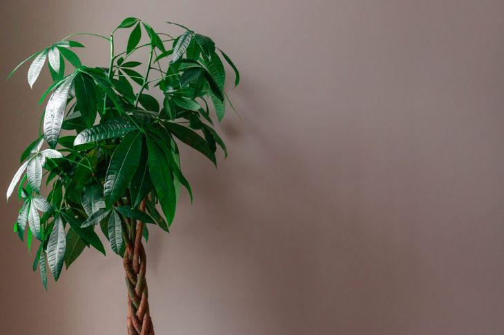 Spruce up Your Home With These Indoor Trees