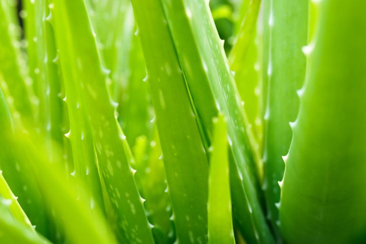 The Benefits of Aloe Vera Juice