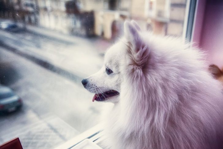 The Best Dog Breeds for People Over 50