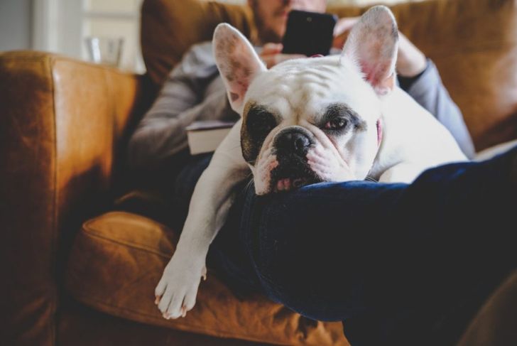 The Best Dog Breeds for People Over 50