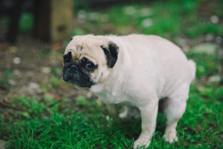 The Facts About Mucus in Dog Poop