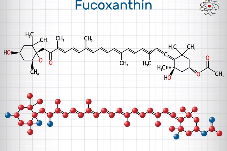 The Many Potential Benefits of Fucoxanthin