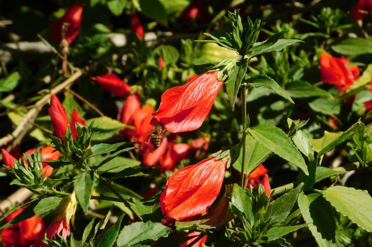 The Many Potential Benefits of Wax Mallow