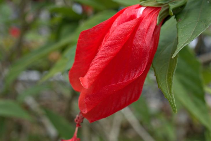 The Many Potential Benefits of Wax Mallow