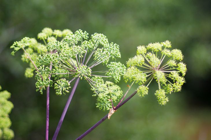 The Many Therapeutic Benefits of Angelica