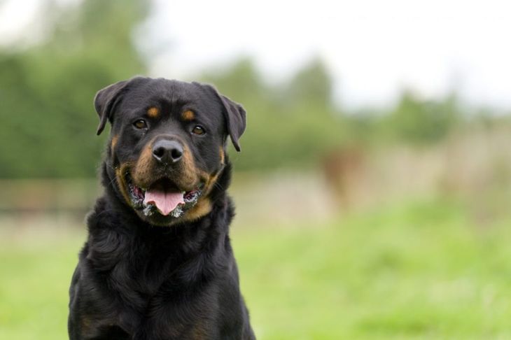 The Most Expensive Dog Breeds in the World