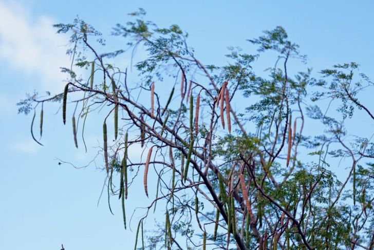 The Phenomenal Health Benefits of Moringa
