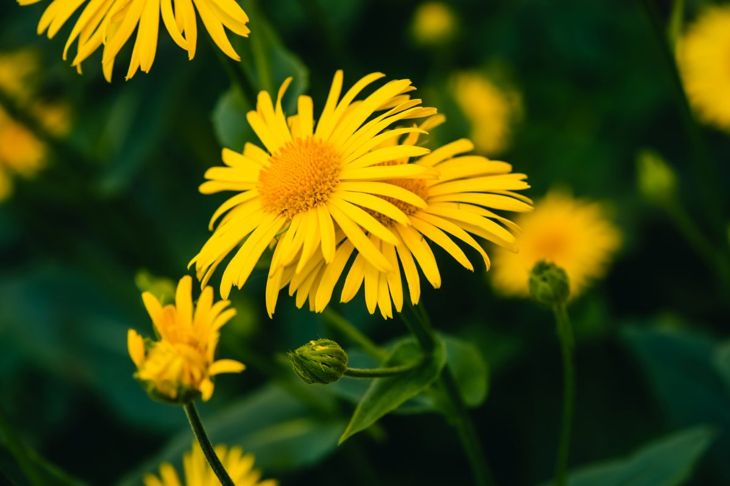The Potential but Unproven Benefits of the Arnica Plant