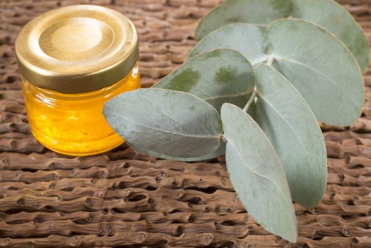 The Powerful Health Benefits of Eucalyptus