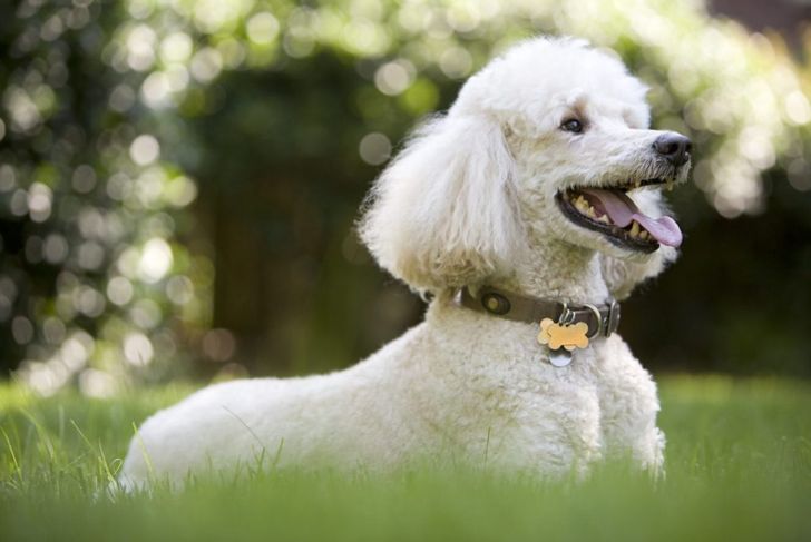The Smartest Dog Breeds in the World