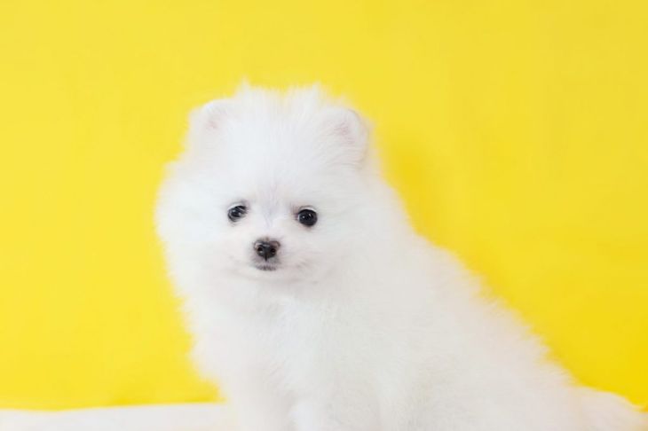 The Truth About the World's Cutest Dog – The Teacup Pomeranian