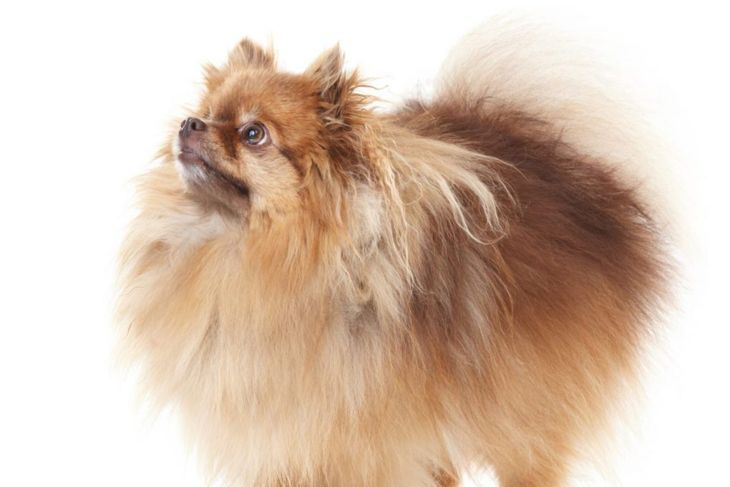 The Truth About the World's Cutest Dog – The Teacup Pomeranian