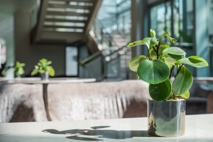 These 15 Plants Have the Power to Purify Interior Air