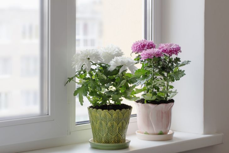 These 15 Plants Have the Power to Purify Interior Air