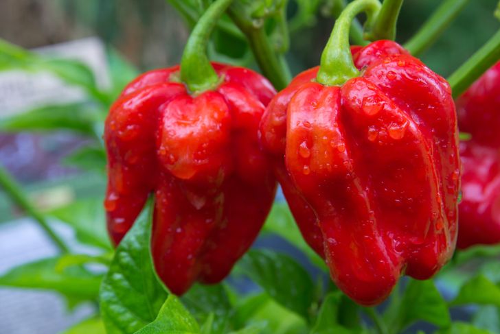 These Are the Hottest Peppers on the Planet