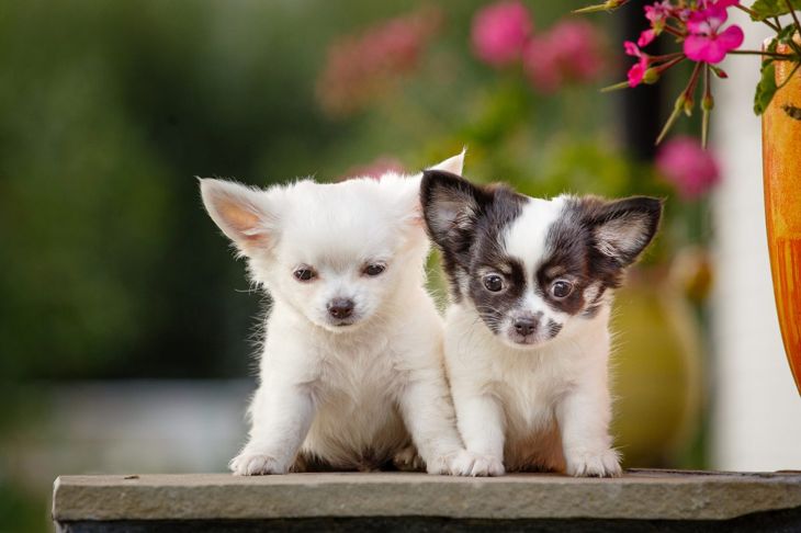 Tiny Dog, Big Heart: Facts About the Chihuahua