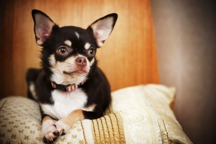 Tiny Dog, Big Heart: Facts About the Chihuahua