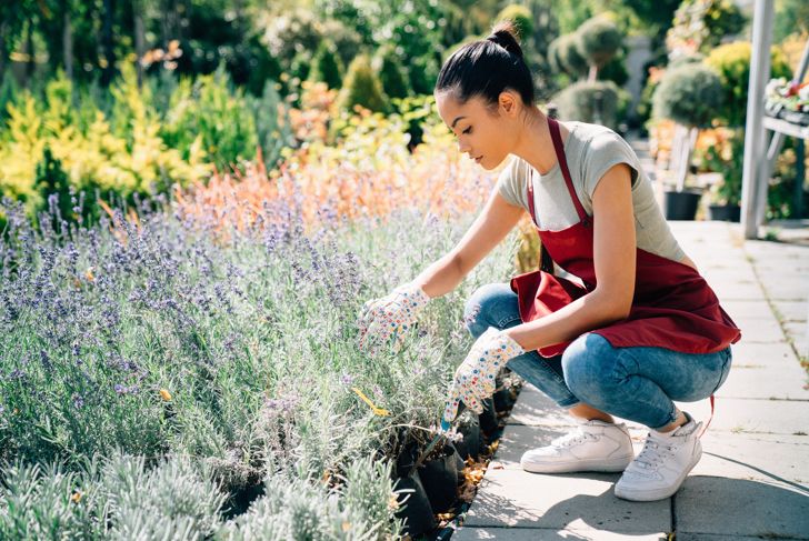 Tips for Growing Your Own Lavender Plants