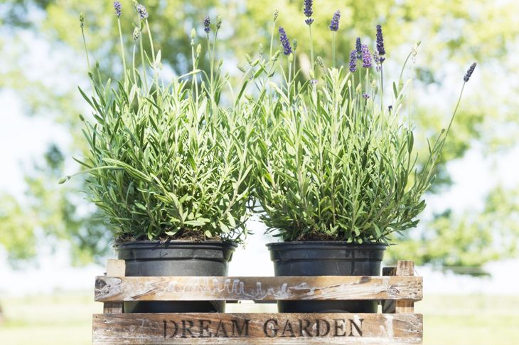 Tips for Growing Your Own Lavender Plants