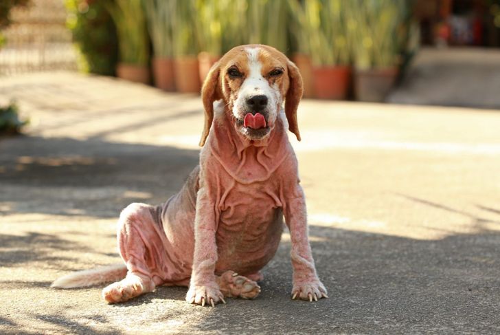 Tips to Identify, Treat, and Prevent Dog Mange