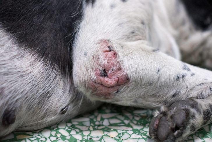 Tips to Identify, Treat, and Prevent Dog Mange