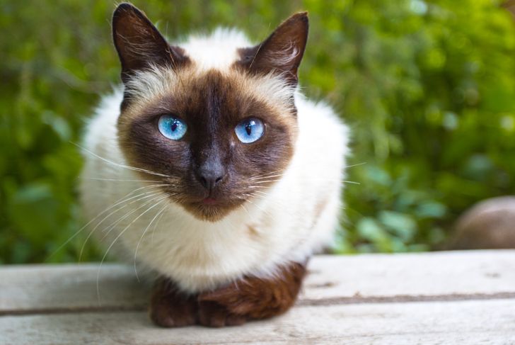Top 10 Most Popular Cat Breeds in the U.S.