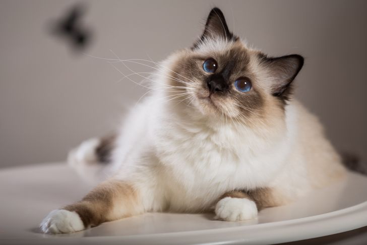 Top 10 Most Popular Cat Breeds in the U.S.
