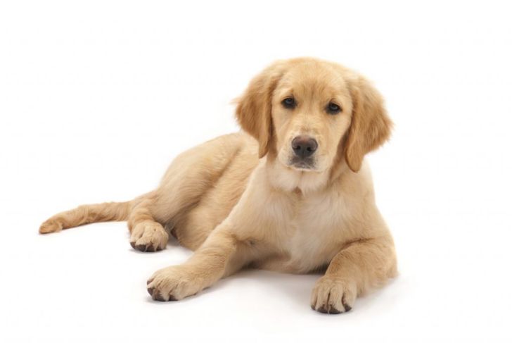 Top 10 Most Popular Dog Breeds in the U.S.