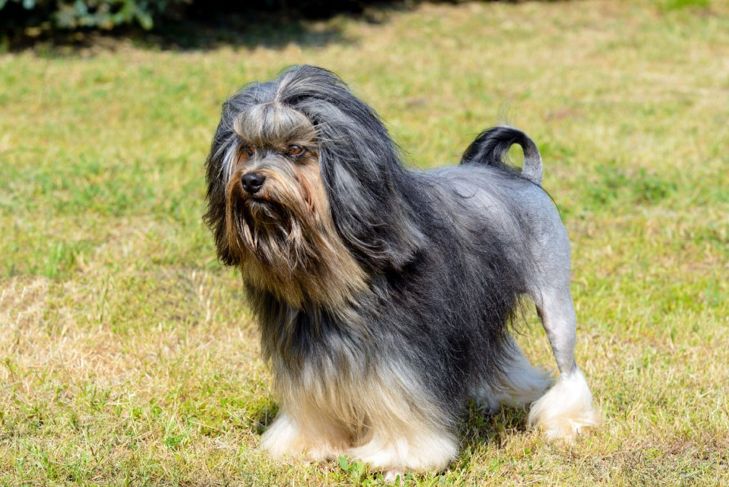 Top Dog Breeds That Don't Shed