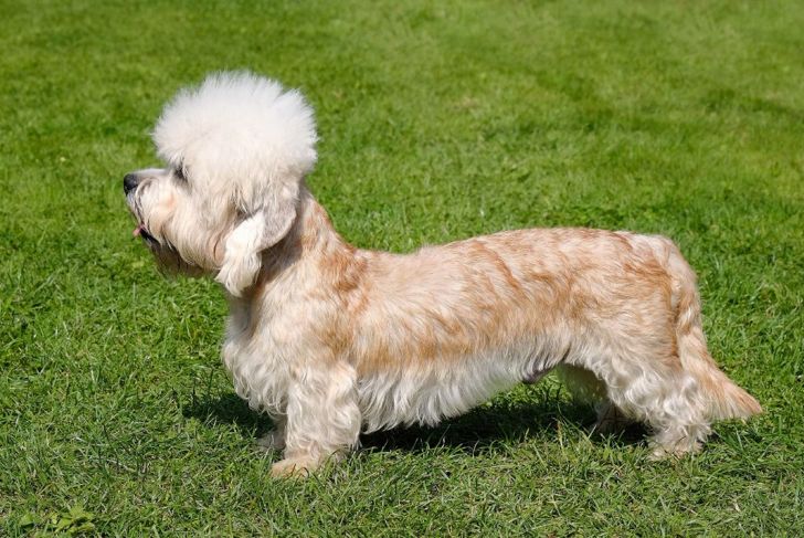 Top Dog Breeds That Don't Shed