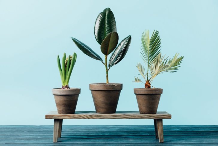 Transform Your Home with These Exotic Tropical Houseplants