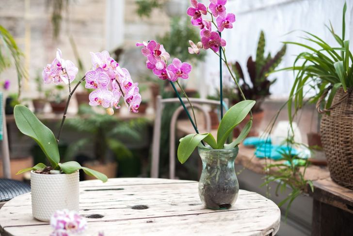 Transform Your Home with These Exotic Tropical Houseplants