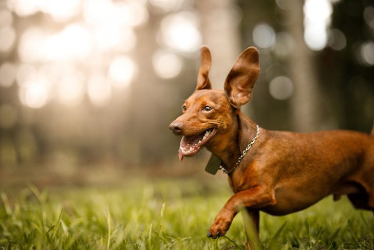 Treating Your Dog for Ear Infections