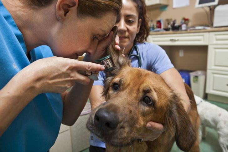 Treating Your Dog for Ear Infections