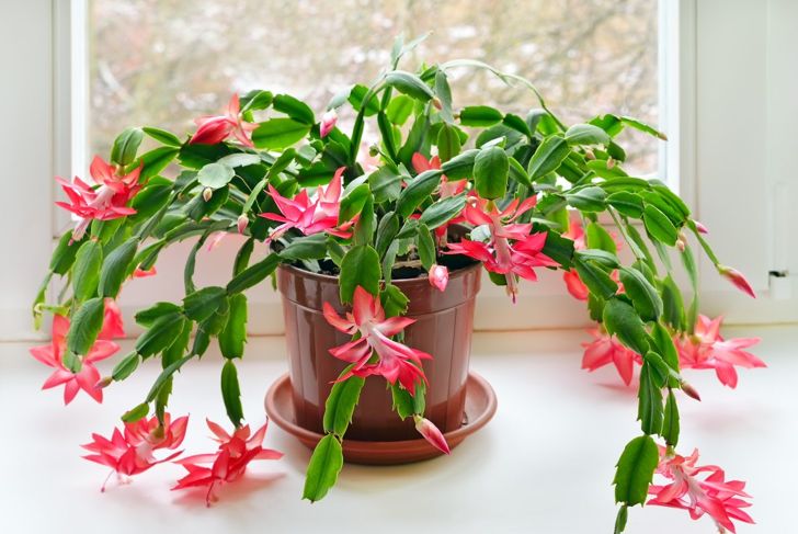 Unique Non-Toxic House Plants Safe for Kids, Cats, and Dogs