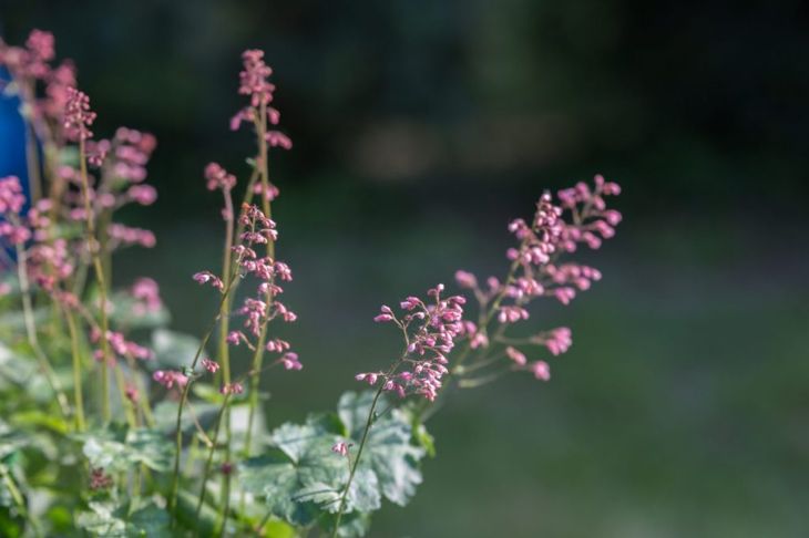 Uses for and Risks of Black Cohosh