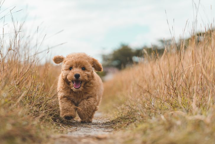 Welcome One of These Healthiest Dog Breeds to Your Family