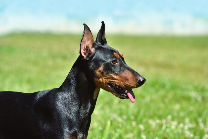 Welcome One of These Healthiest Dog Breeds to Your Family