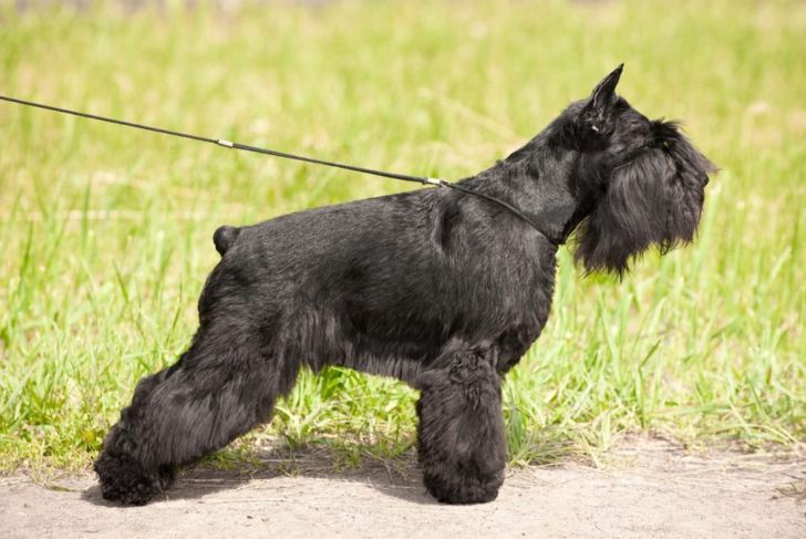 What are Some Popular Medium-Sized Dog Breeds?