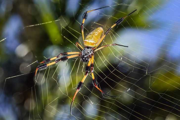 What are the Biggest Spiders in the World?