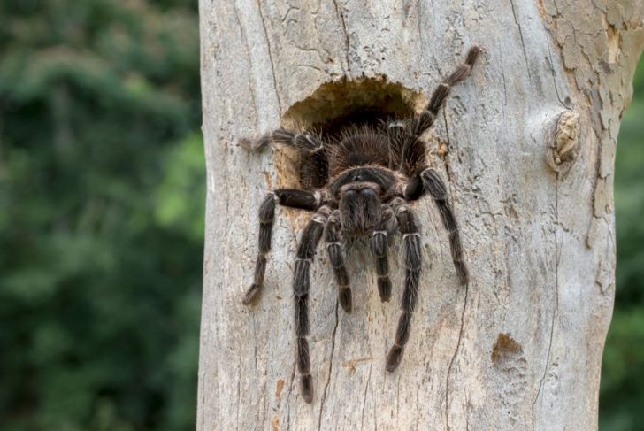 What are the Biggest Spiders in the World?