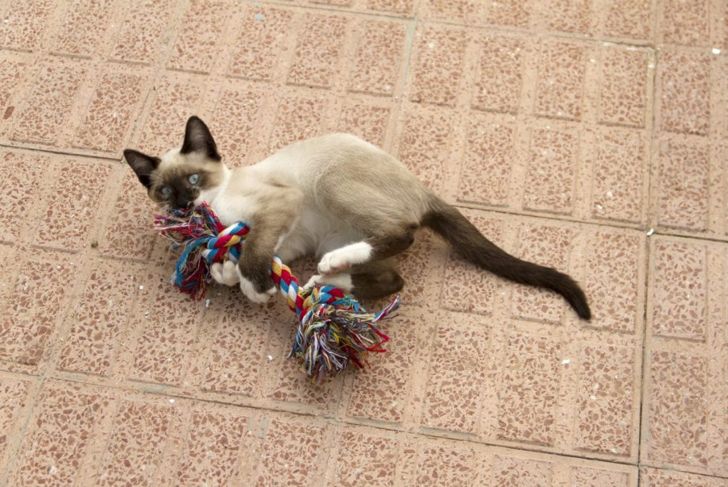 What Are the Characteristics of Siamese Cats?