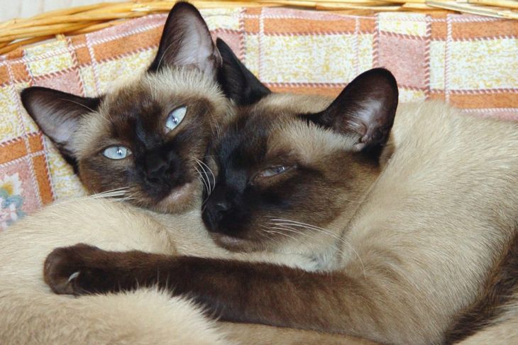 What Are the Characteristics of Siamese Cats?