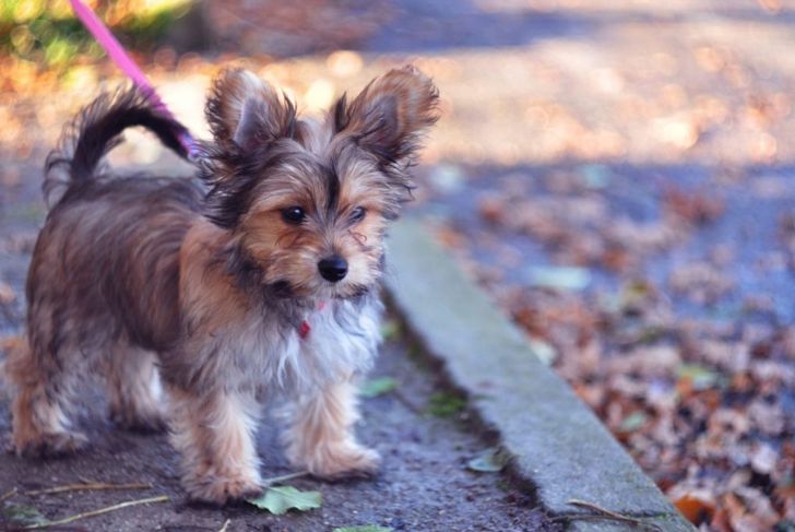 What are the Most Popular Mixed-Breed Dogs?