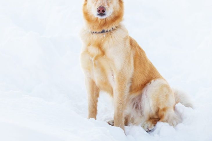 What are the Most Popular Mixed-Breed Dogs?