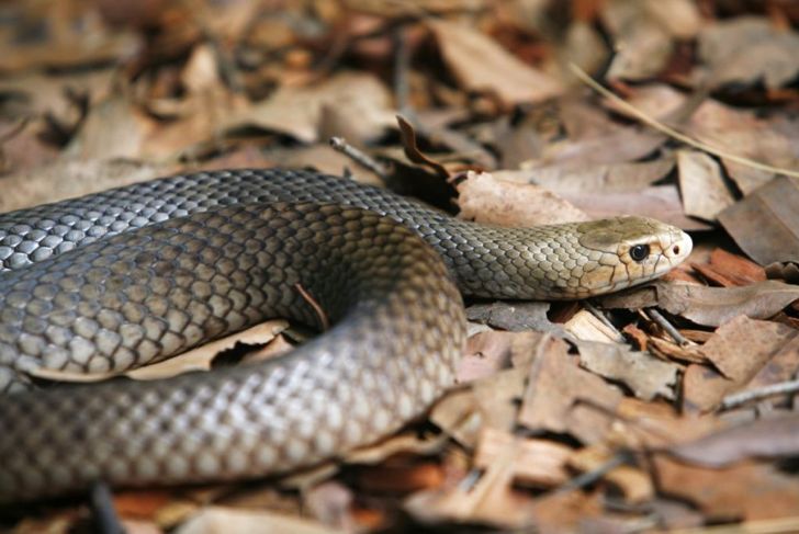 What Are the Most Venomous Snakes in the World?
