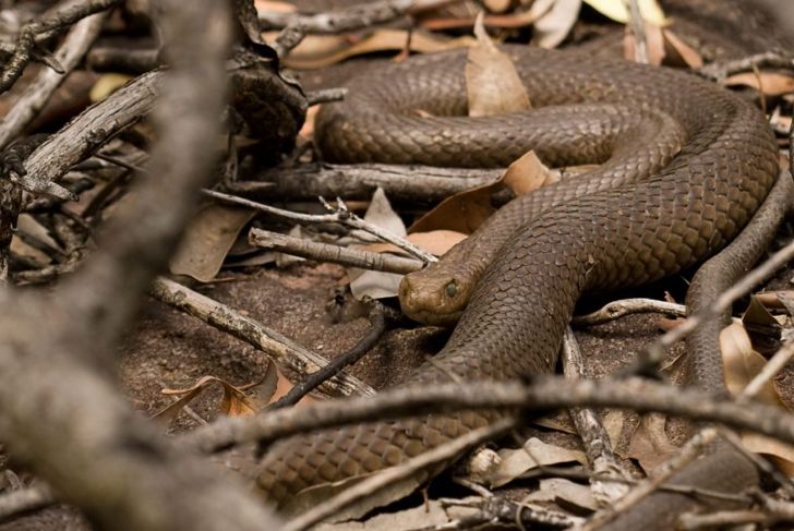 What Are the Most Venomous Snakes in the World?
