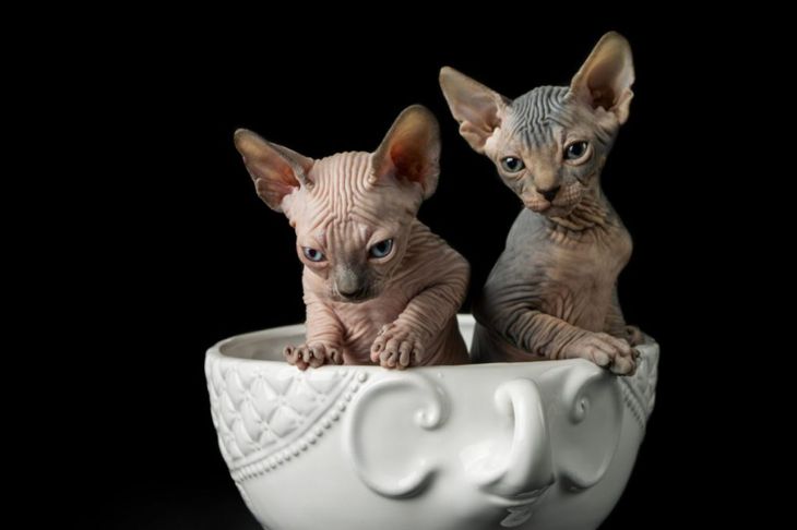 What Are the Positive and Negative Qualities of Sphynx Cats?