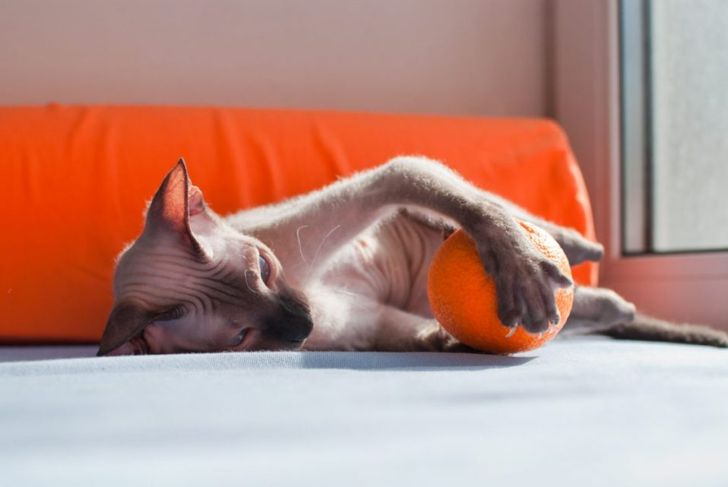 What Are the Positive and Negative Qualities of Sphynx Cats?